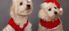 Julehunde