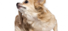Hundelopper – det skal du vide